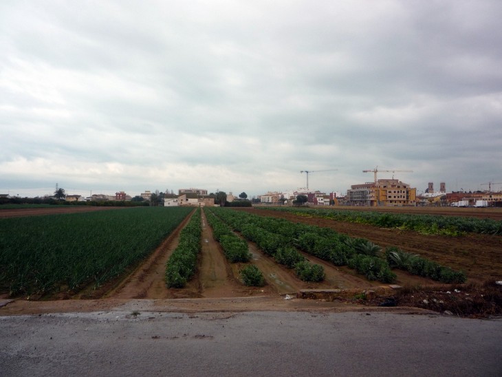 La rotació tradicional dels cultius continua sent una constant en el paisatge de l'Horta de València